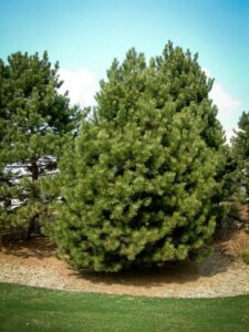 Сосна Чёрная (Pinus Nigra) купить по цене от 270.00р. в интернет-магазине «Посадика» с доставкой почтой в в Бабушкине и по всей России – [изображение №1].