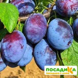 Слива Чачакская ранняя купить по цене от 229.00р. в интернет-магазине «Посадика» с доставкой почтой в в Бабушкине и по всей России – [изображение №1].