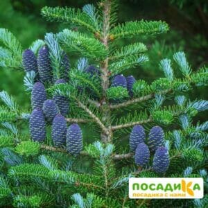 Пихта корейская (Abies koreana) купить по цене от 450.00р. в интернет-магазине «Посадика» с доставкой почтой в в Бабушкине и по всей России – [изображение №1].