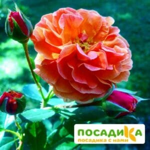 Роза Арабия купить по цене от 350.00р. в интернет-магазине «Посадика» с доставкой почтой в в Бабушкине и по всей России – [изображение №1].