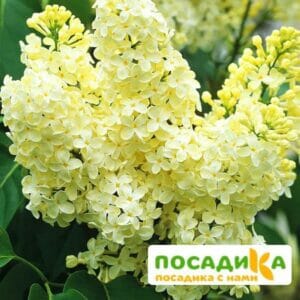 Сирень Примроуз (Primrose) купить по цене от 529.00р. в интернет-магазине «Посадика» с доставкой почтой в в Бабушкине и по всей России – [изображение №1].