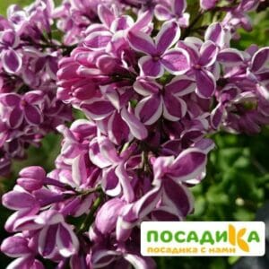 Сирень Сенсация купить по цене от 529.00р. в интернет-магазине «Посадика» с доставкой почтой в в Бабушкине и по всей России – [изображение №1].