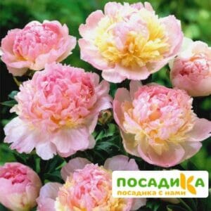 Пион Распберри Сандей (Paeonia Raspberry Sundae) купить по цене от 959р. в интернет-магазине «Посадика» с доставкой почтой в в Бабушкине и по всей России – [изображение №1].