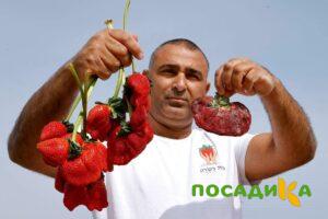 Клубника Гигант Джорнея купить по цене от 266р. в интернет-магазине «Посадика» с доставкой почтой в в Бабушкине и по всей России – [изображение №1].