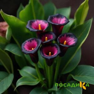 Калла Аура Лейс купить по цене от 400р. в интернет-магазине «Посадика» с доставкой почтой в в Бабушкине и по всей России – [изображение №1].