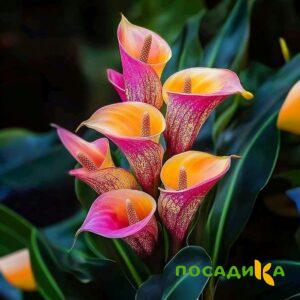 Калла Оникс купить по цене от 450р. в интернет-магазине «Посадика» с доставкой почтой в в Бабушкине и по всей России – [изображение №1].