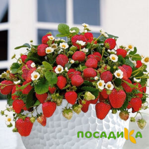 Клубника Рубиновый Шепот (горшечная) купить по цене от 240р. в интернет-магазине «Посадика» с доставкой почтой в в Бабушкине и по всей России – [изображение №1].