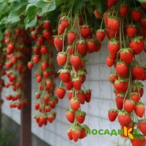Клубника вьющаяся Комплимент купить по цене от 470р. в интернет-магазине «Посадика» с доставкой почтой в в Бабушкине и по всей России – [изображение №1].