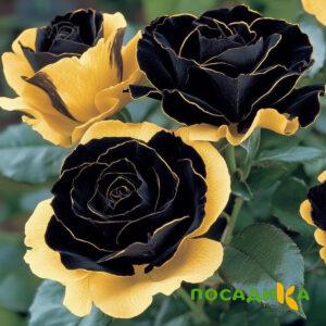 Роза Ханни Сикл купить по цене от 700р. в интернет-магазине «Посадика» с доставкой почтой в в Бабушкине и по всей России – [изображение №1].
