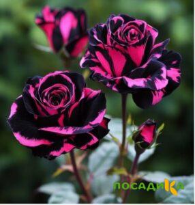 Роза Багровый Шепот купить по цене от 366р. в интернет-магазине «Посадика» с доставкой почтой в в Бабушкине и по всей России – [изображение №1].