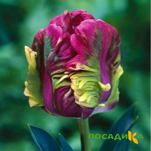 Тюльпан Экзотик Хэвен купить по цене от 186р. в интернет-магазине «Посадика» с доставкой почтой в в Бабушкине и по всей России – [изображение №1].